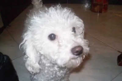 perros jigsaw puzzle