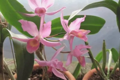 orquideas jigsaw puzzle