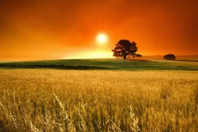 sunrise and field with tree