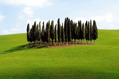 copse Italy