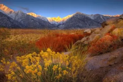 mountain blossoms