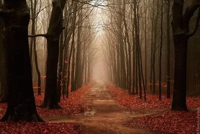 forest landscape