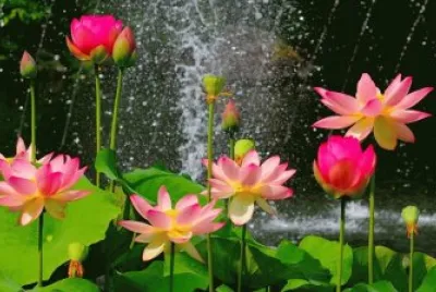 lotos jigsaw puzzle