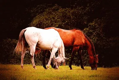 Pair of Horses