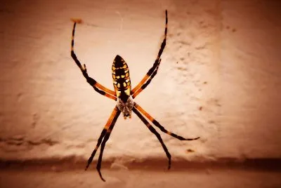 Spider for Halloween