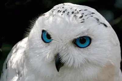 animales