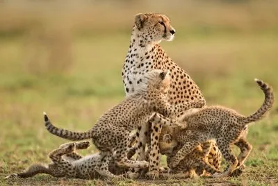 cheetah mom with cubs