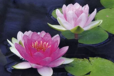 Flor de Lotus jigsaw puzzle