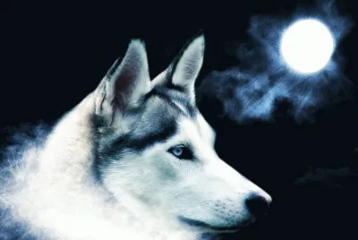 LOBO