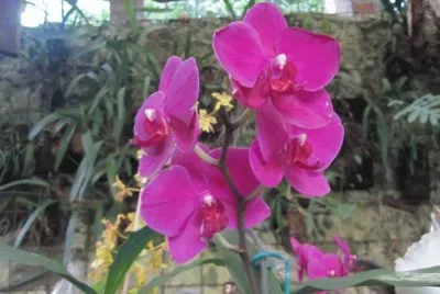 flores jigsaw puzzle