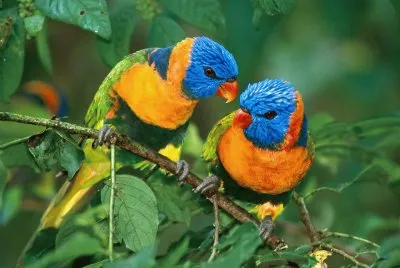 aves jigsaw puzzle