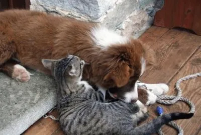 Cane e gatto jigsaw puzzle