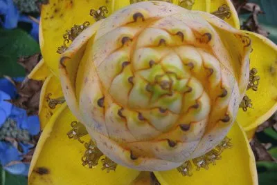 nature 's geometry