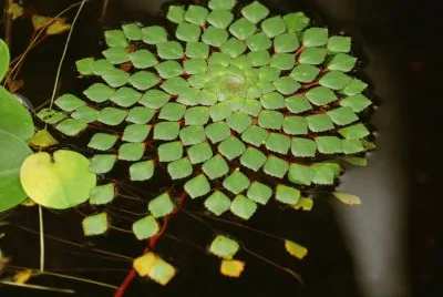 nature 's geometry