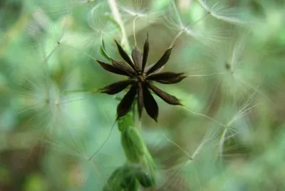 natures ' geometry