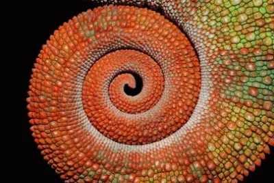 chameleon tail