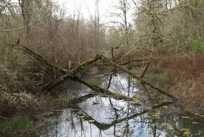 natural geometry