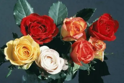 rosas jigsaw puzzle
