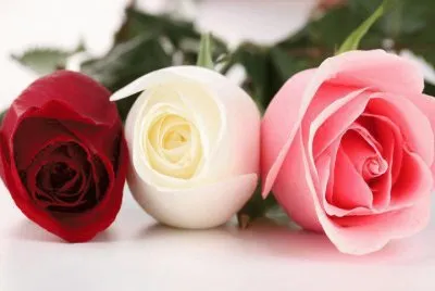 trio rosas jigsaw puzzle
