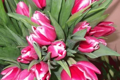 tulipanes