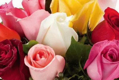 rosas jigsaw puzzle