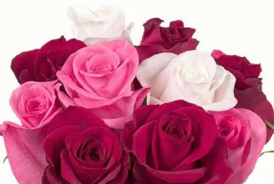 rosas jigsaw puzzle