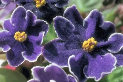 flores jigsaw puzzle