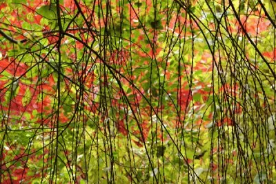 nature 's abstract