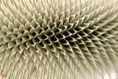 thistle