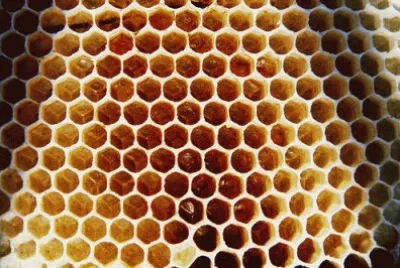 beehive