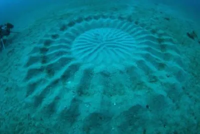 puffer fish construction