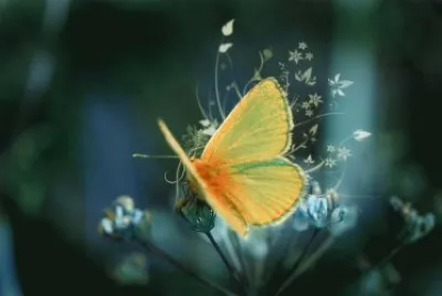 butterfly fantasy jigsaw puzzle