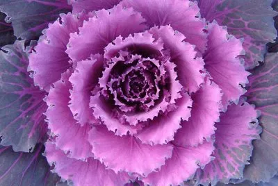 cabbage flower