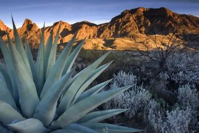 desert landscape