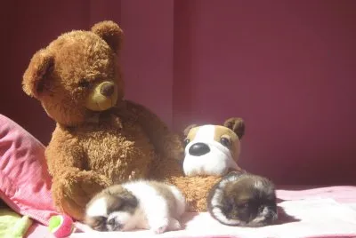 Mis Mascotas