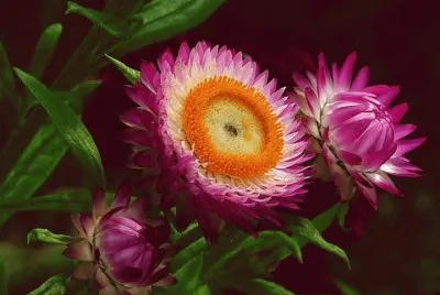 flores jigsaw puzzle