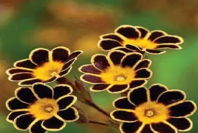 flores jigsaw puzzle