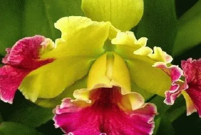 flores jigsaw puzzle