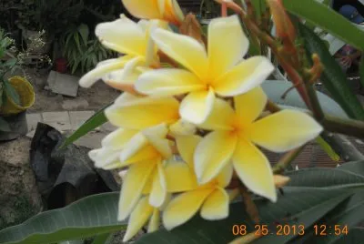 Flores