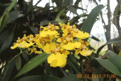orquidea
