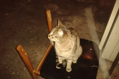 Gato en silla