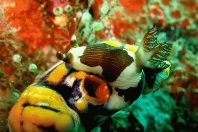 פאזל של Nudibranquio - Indonesia