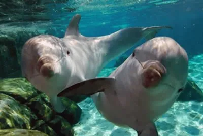 פאזל של DelfÃ­n Rosado