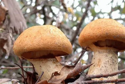 Gymnopilus Spectabilis
