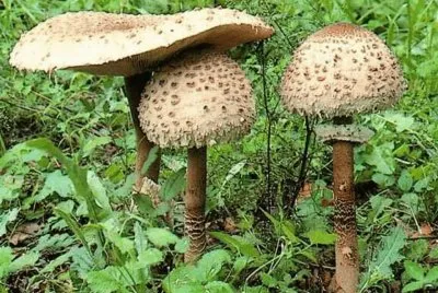 Macrolepiota Procera - Parasol