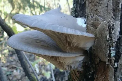 Pleurotus Ostreatus