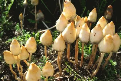 Psi Locybe - El Hongo Magico