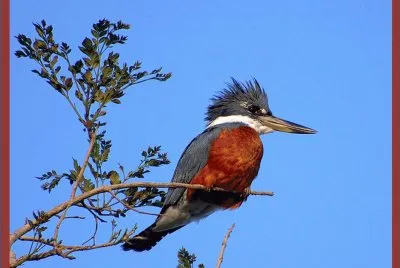 MartÃ­n Pescador Gigante