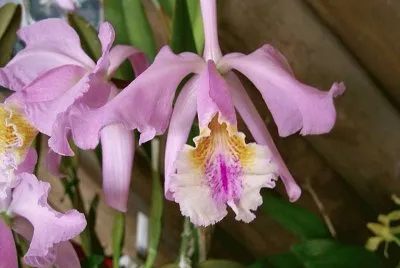 OrquÃ­dea Cattleya Mossiae