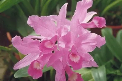 OrquÃ­dea Guaria Morada